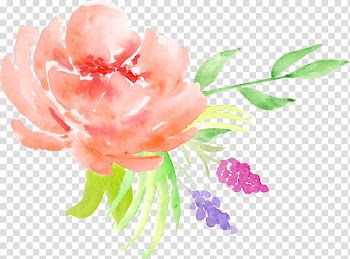 Red flower painting, Centifolia roses Watercolor painting Flower Floral design, Orange roses decorative pattern transparent background PNG clipart