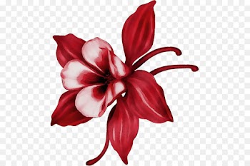 red flower petal plant flowering plant