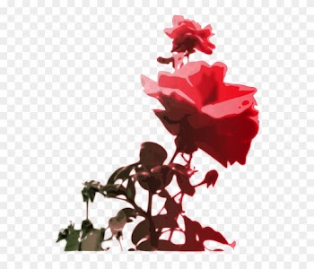 Red, Flower, Pink, Rose, Color, Gift, Bloom, Nature - Roses Clipart