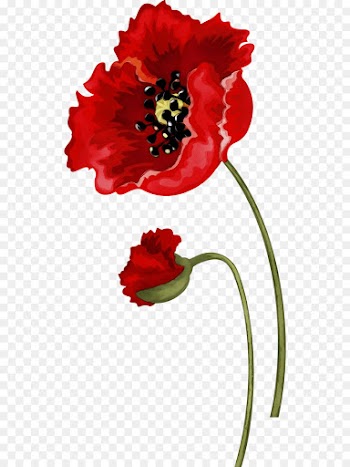 red flower plant petal corn poppy