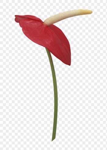 Red flower png, anthurium sticker, | Free PNG - rawpixel