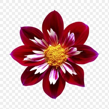 Red flower png, collarette dahlia | Free PNG - rawpixel