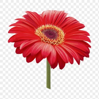 Red  flower png, gerbera | Free PNG - rawpixel