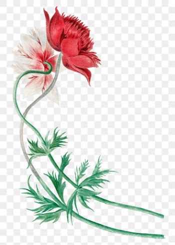 Red flower png illustration, remixed from… | Free stock illustration | High Resolution graphic