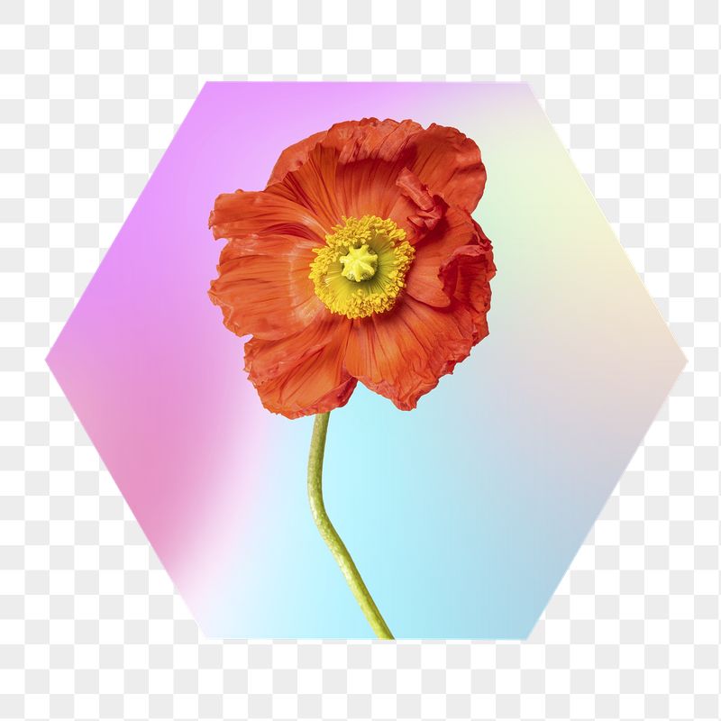 Red flower png on gradient | Free PNG - rawpixel