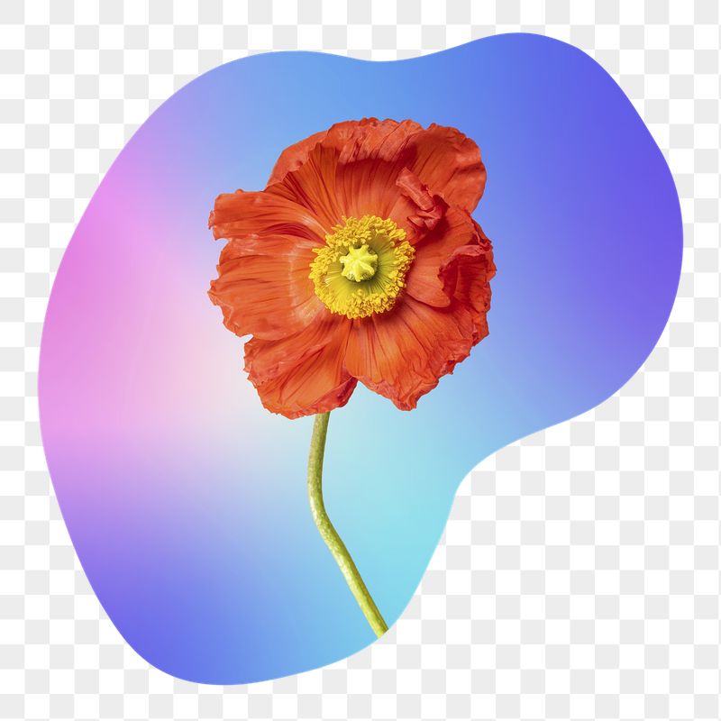 Red flower png on gradient | Free PNG - rawpixel