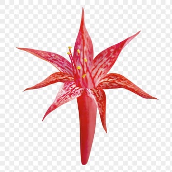 Red flower png, scarlet gilia | Free PNG - rawpixel