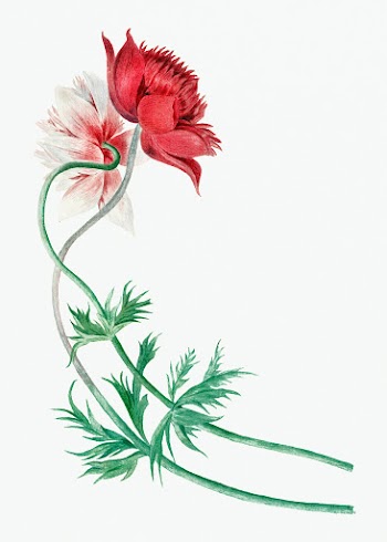 Red flower psd illustration, remixed from… | Free stock illustration | High Resolution graphic
