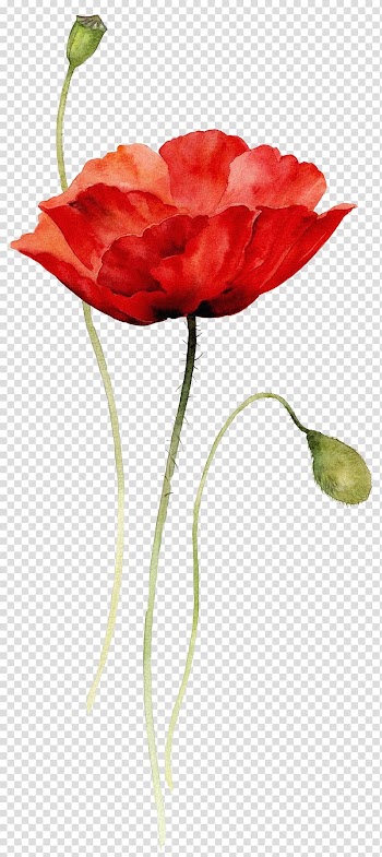 Red flower , Watercolor painting Drawing Flower Poppy, watercolor flowers transparent background PNG clipart