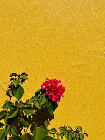 Red Flower With Green Leaves · Free Stock Photo