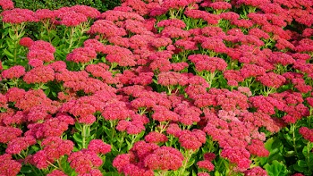 Red Flowerbed