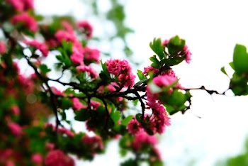 Red Flowered Plant