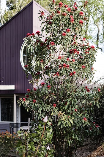 Red Flowering Tree