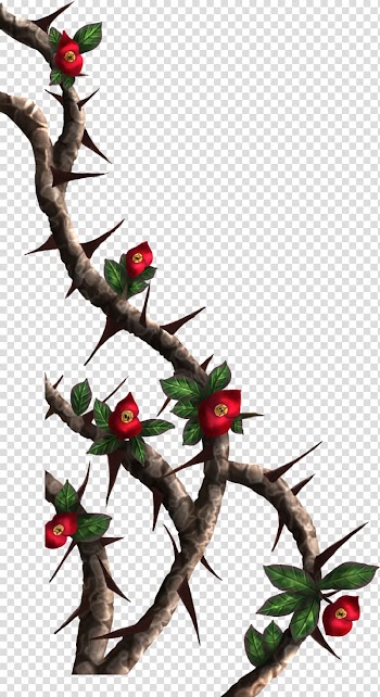 Red flowering tree art, Thorns, spines, and prickles Rose Crown of thorns Drawing , thorn transparent background PNG clipart