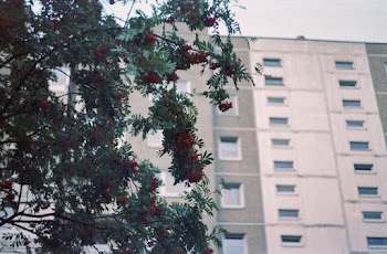 Red Flowering Tree Near Building