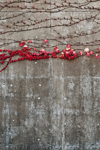 Red Flowers