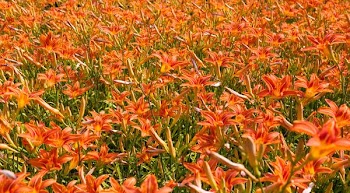 red flowers