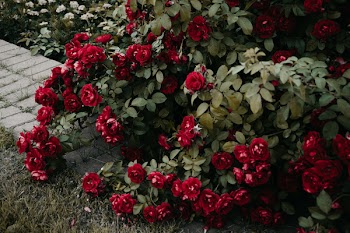 Red Flowers