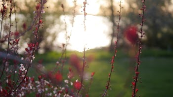 Red Flowers
