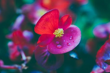 Red Flowers