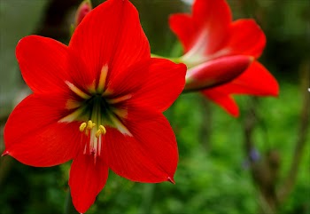 Red Flowers