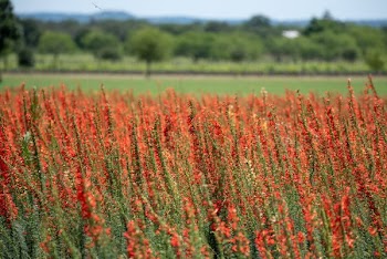 Red Flowers
