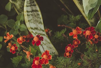 Red Flowers and Green Leaves
