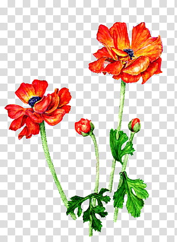 Red flowers art transparent background PNG clipart