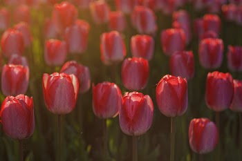 Red Flowers during Sunset