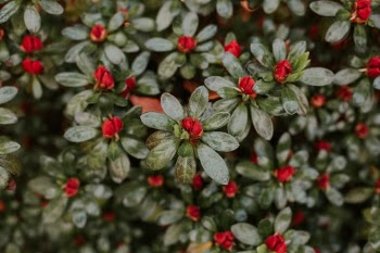 Red flowers in bloom