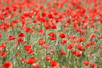 Red Flowers on Garden during Daytime