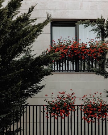 Red Flowers on Window Rails