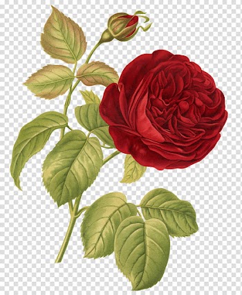 Red Flowers, red flower illustration transparent background PNG clipart