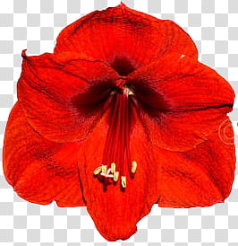 Red Flowers, red flower transparent background PNG clipart