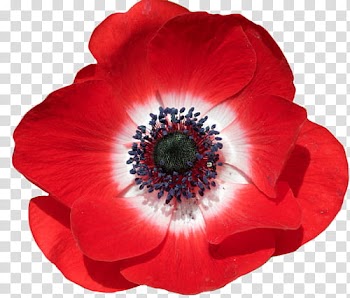 Red Flowers, red-petaled flower transparent background PNG clipart