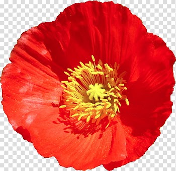 Red Flowers, red poppy flower transparent background PNG clipart