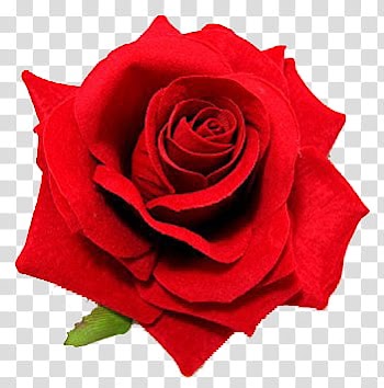 Red Flowers, red rose D flower transparent background PNG clipart