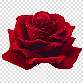 Red Flowers, red rose flower transparent background PNG clipart