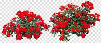 Red flowers, Rose Flower Shrub, Red rose bushes transparent background PNG clipart