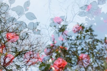 Red Flowers With Green Leaves · Free Stock Photo