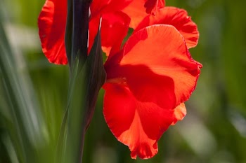Red Flowerss