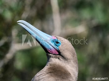 Red-footed Booby bird