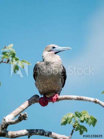 Red-footed Booby bird