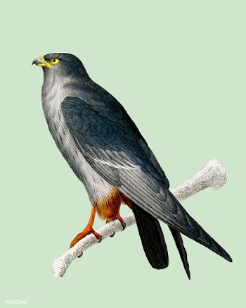 Red-footed Falcon (Falco rufipes) illustrated.. | Free stock vector - 467602