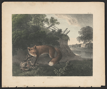 Red fox (1830-1835). Original from the Library | Free Photo - rawpixel