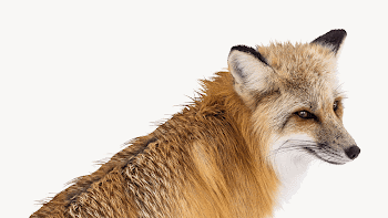 Red fox, animal design  | Free Photo - rawpixel