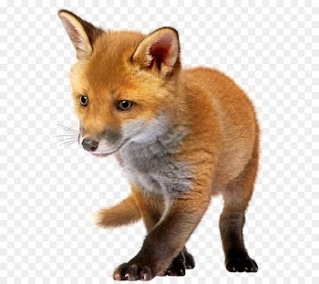Red fox Clip art - The poor fox 