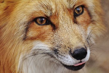 Red fox close up faFree | Free Photo - rawpixel