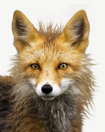 Red fox collage element, isolated | Free PSD - rawpixel