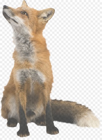 red fox fox coyote swift fox wildlife